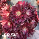 Aeonium Fireworks Zhaixin Clustering