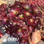 Aeonium Anna Clustering - Image 2