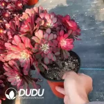 Aeonium Fireworks Zhaixin Clustering - Image 2