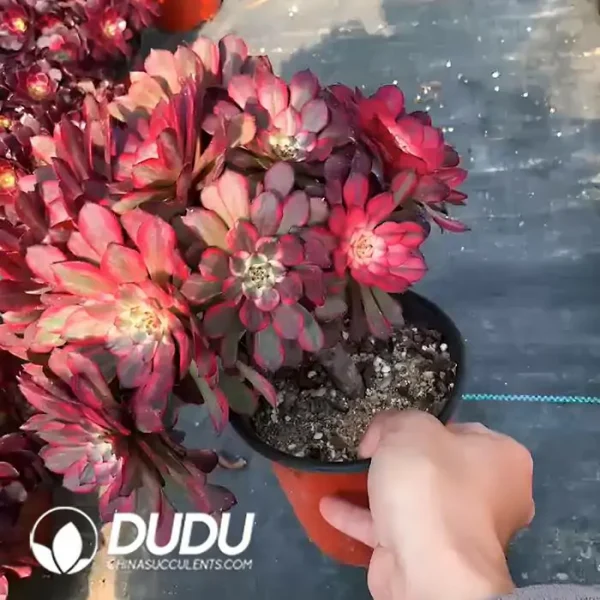 Aeonium Fireworks Zhaixin Clustering - Image 2