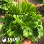 Aeonium Glass Jade Clustering