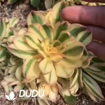 Aeonium Lotus Clustering
