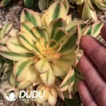 Aeonium Lotus Clustering - Image 2