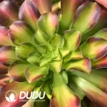 Aeonium Shaohua Clustering