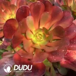 Aeonium Eros Clustering