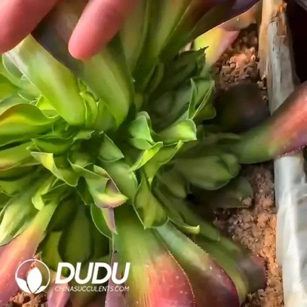 Aeonium Shaohua Clustering - Image 2