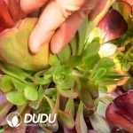 Aeonium Eros Clustering - Image 2