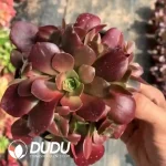 Aeonium Sejie Clustering(Mini)