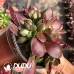 Aeonium Sejie Clustering(Mini) - Image 2