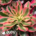 Aeonium Pink Girl Clustering
