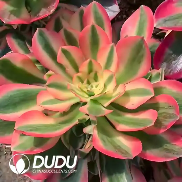 1756120310-e201-197-1.webp Aeonium Pink Girl Clustering - Image 1