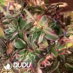 Aeonium Paradise Lost Clustering