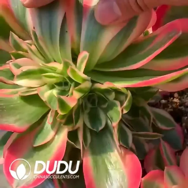 Aeonium Pink Girl Clustering - Image 2