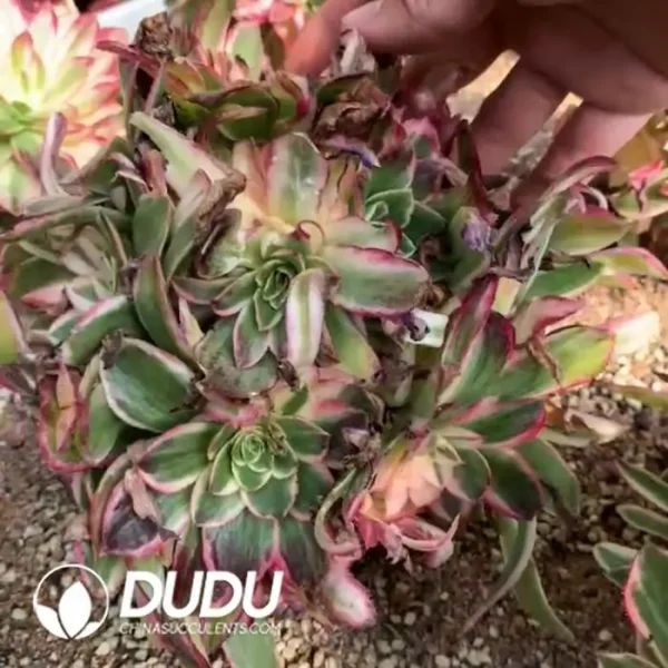 Aeonium Paradise Lost Clustering - Image 2