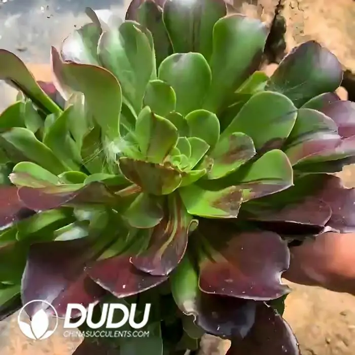 1756120313-e201-199-1.webp Aeonium Aurora Clustering - Image 1