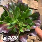 Aeonium Aurora Clustering - Image 2