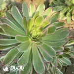 Aeonium Peacock Plume Clustering