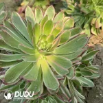 Aeonium Peacock Plume Clustering - Image 2