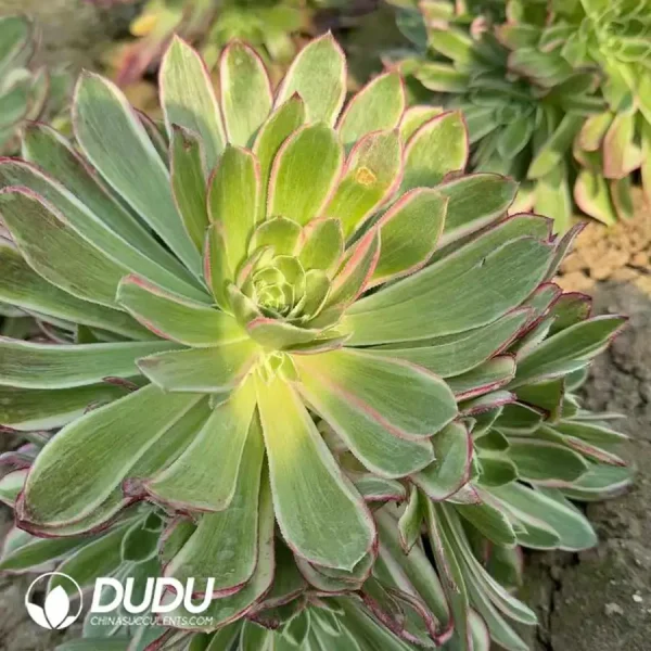 Aeonium Peacock Plume Clustering - Image 2