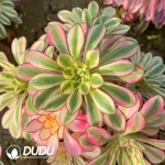 Aeonium Ice Cream Clustering