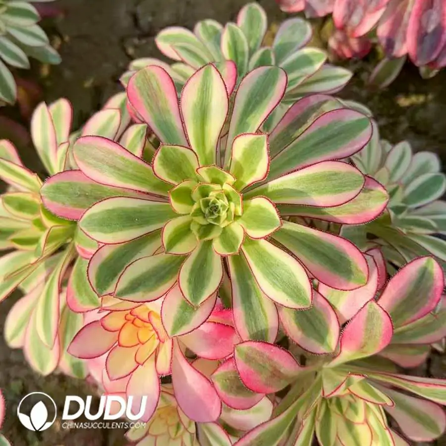 1756120319-e201-202-1.webp Aeonium Ice Cream Clustering - Image 1