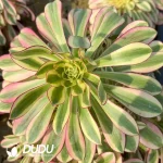 Aeonium Ice Cream Clustering - Image 2