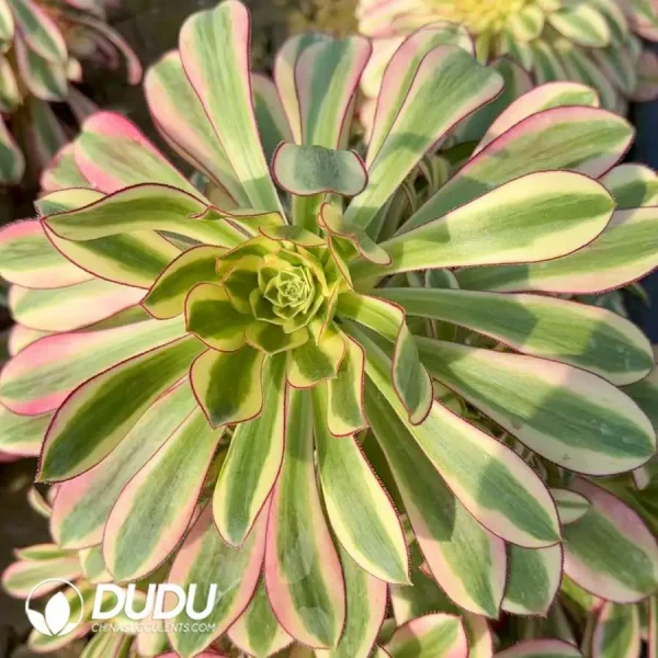 Aeonium Ice Cream Clustering - Image 2