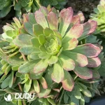 Aeonium Kaleidoscope Clustering