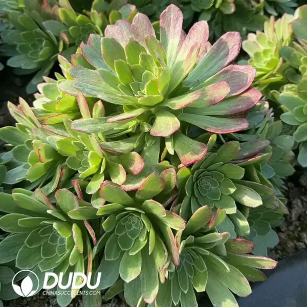 Aeonium Kaleidoscope Clustering - Image 2