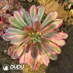 Aeonium Fireworks bouquet Clustering