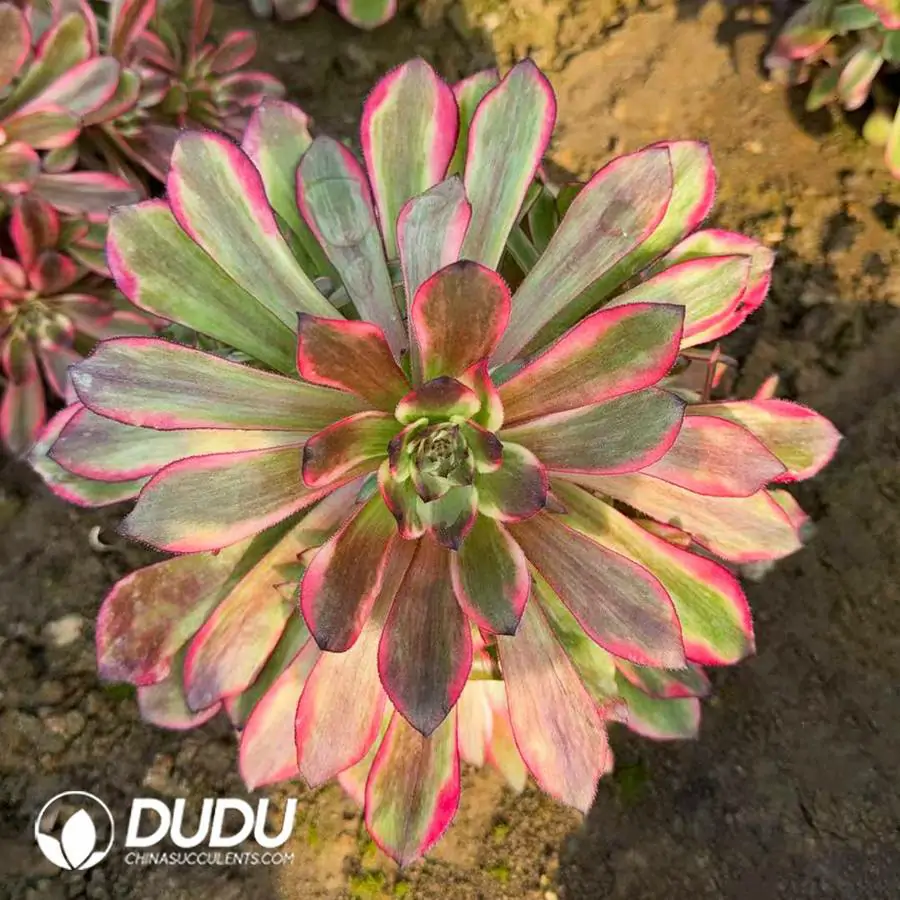 1756120372-e201-229.webp Aeonium Fireworks bouquet Clustering - Image 1