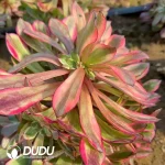 Aeonium Fireworks bouquet Clustering - Image 2