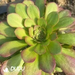Aeonium Yuhe Clustering