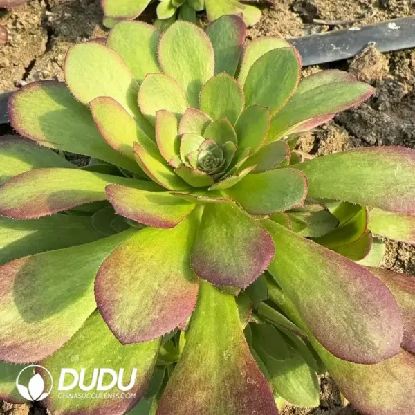 Aeonium Yuhe Clustering - Image 2
