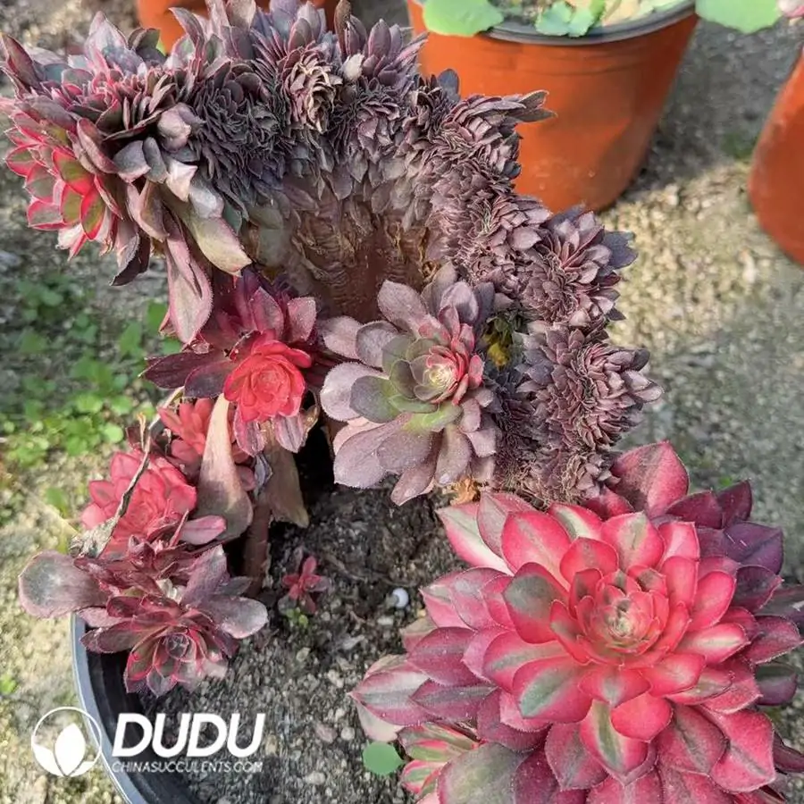 1756120424-e201-253.webp Aeonium Black Devil Variegated Old Stem Cristata - Image 1