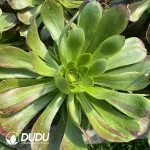 Aeonium Emerald Wizard Silky Variegated Clustering