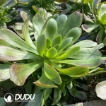 Aeonium Emerald Wizard Silky Variegated Clustering - Image 2