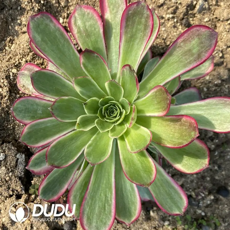 1756120511-e201-294-1.webp Aeonium Seefood Clustering - Image 1