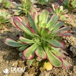 Aeonium Seefood Clustering - Image 2