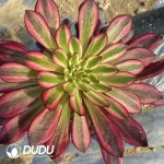 Aeonium Garnet of White Variegated Clustering