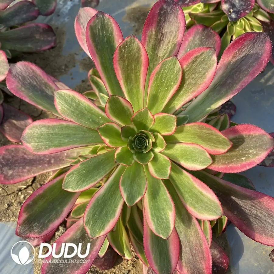 1756120535-e201-305-1.webp Aeonium Phoenix Coronet Clustering - Image 1