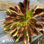 Aeonium Morandi Clustering