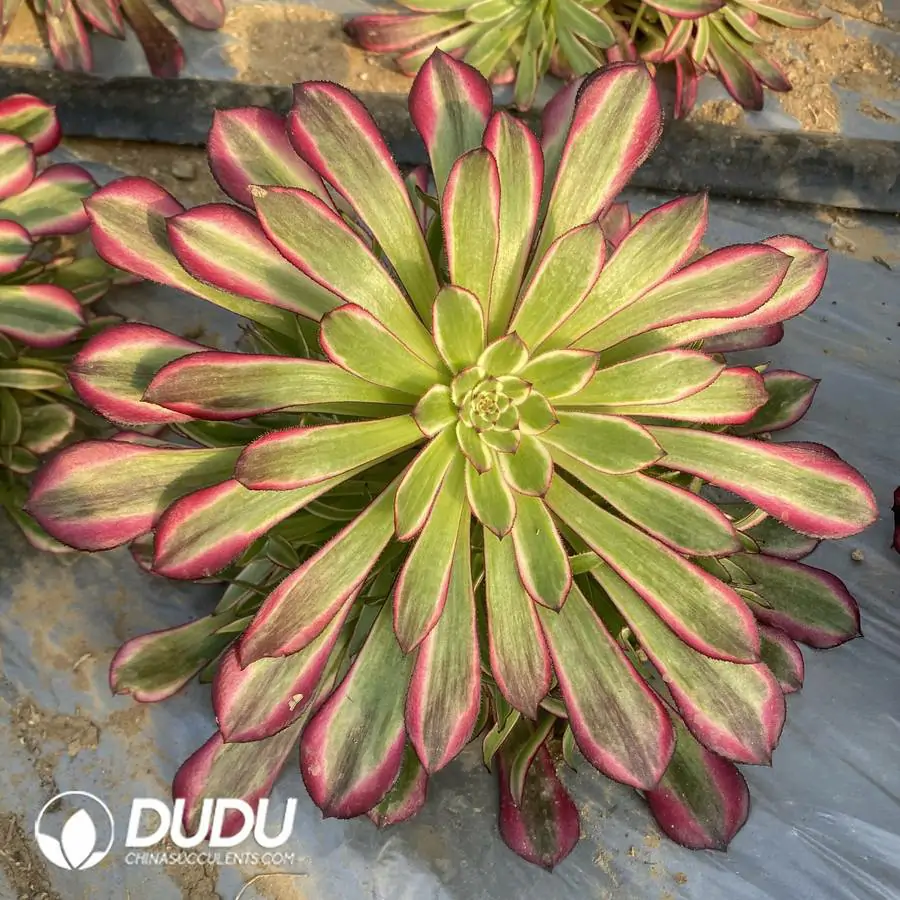 1756120553-e201-314.webp Aeonium Dancing Tianji Variegated Cluster - Image 1