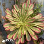 Aeonium Dancing Tianji Variegated Cluster - Image 2