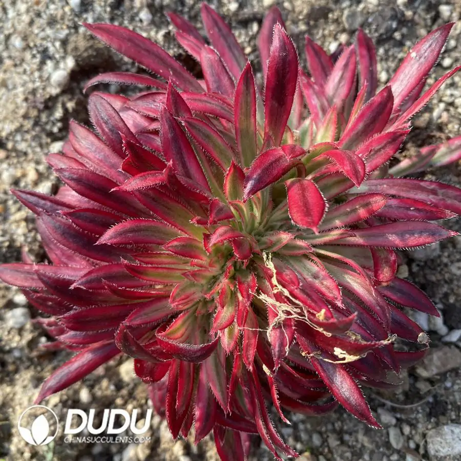 1756120558-e201-316.webp Aeonium Vermilion Bird Cristata - Image 1