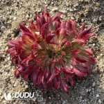 Aeonium Vermilion Bird Cristata - Image 2