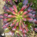 Aeonium Sunset Clustering