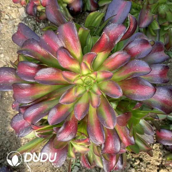 1756120595-e201-334.webp Aeonium Sunset Clustering - Image 1