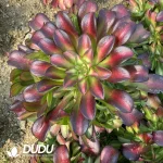 Aeonium Sunset Clustering - Image 2
