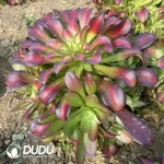 Aeonium Sunset Clustering - Image 3